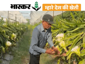 रिटायर डॉक्टर ने खेत में लगाया ‘ड्रैगन फ्रूट’:700 पौधे एक गलती से खराब हुए तो दोबारा लगाए; इस बार 4 लाख की कमाई