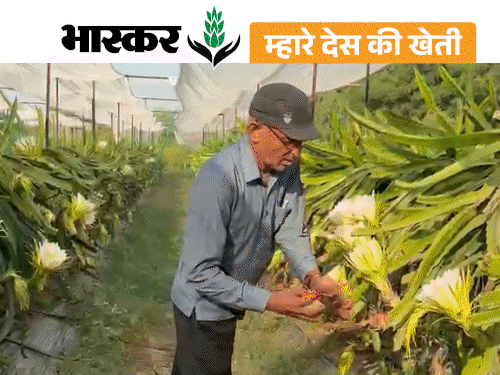 रिटायर डॉक्टर ने खेत में लगाया ‘ड्रैगन फ्रूट’:700 पौधे एक गलती से खराब हुए तो दोबारा लगाए; इस बार 4 लाख की कमाई
